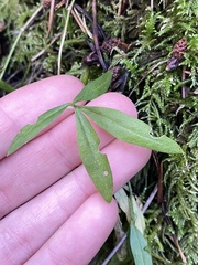 Cardamine nuttallii