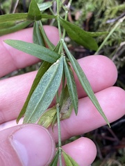 Cardamine nuttallii