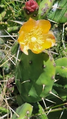 Opuntia rioplatense