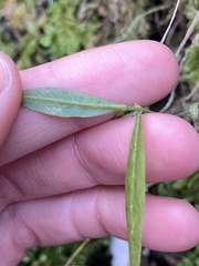 Cardamine nuttallii