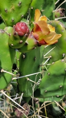 Opuntia rioplatense