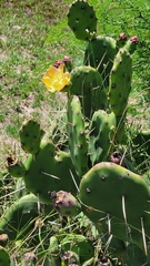 Opuntia rioplatense
