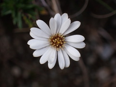 Celmisia gibbsii