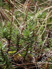 Celmisia gibbsii