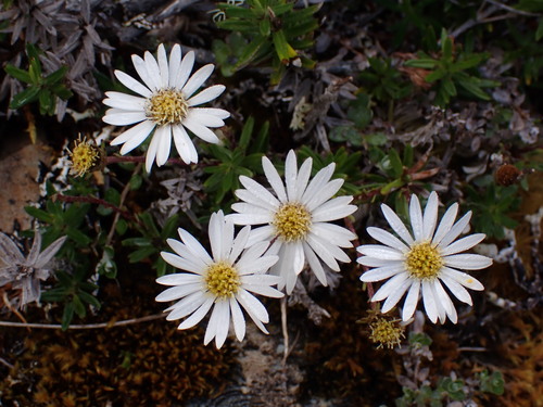 Gibb's Mountain Daisy (Celmisia gibbsii)