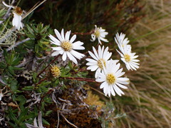 Celmisia gibbsii
