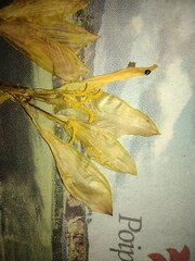 Zephyranthes pulchella