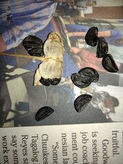 Zephyranthes pulchella