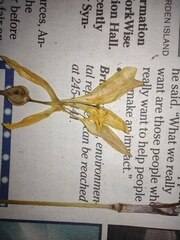 Zephyranthes pulchella