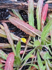 Camissoniopsis micrantha