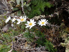 Celmisia gibbsii