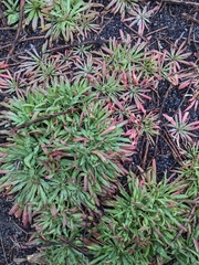 Camissoniopsis micrantha