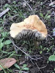 Leratiomyces percevalii