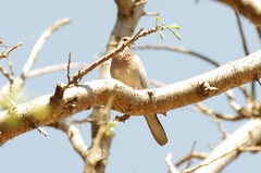 Streptopelia senegalensis
