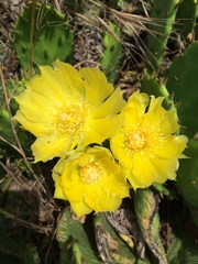 Opuntia humifusa