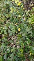 Ficus tinctoria