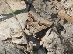 Frederickia s-signata