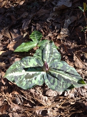 Trillium underwoodii