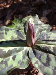 Trillium underwoodii