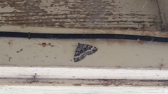 Chrysolarentia argocyma