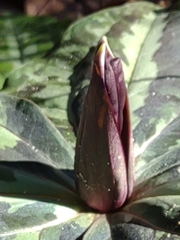 Trillium underwoodii
