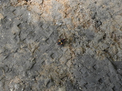 Dysdercus albofasciatus