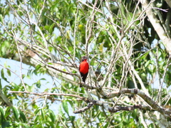 Leistes militaris