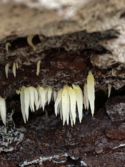 Mucronella fusiformis