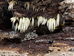 Mucronella fusiformis