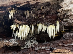 Mucronella fusiformis