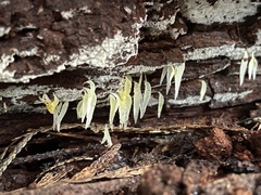 Mucronella fusiformis