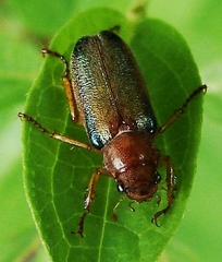 Dichelonyx subvittata