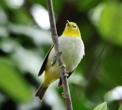 Zosterops citrinella