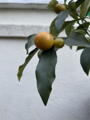 Citrus japonica