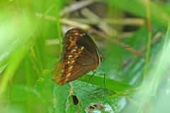 Oxeoschistus protogenia