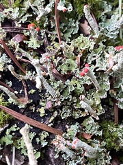 Cladonia bellidiflora