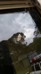 Scopula optivata