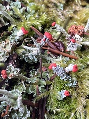 Cladonia bellidiflora