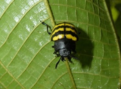 Platyphora boucardi