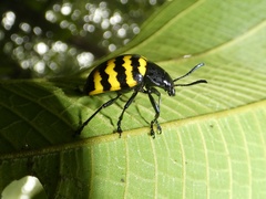 Platyphora boucardi
