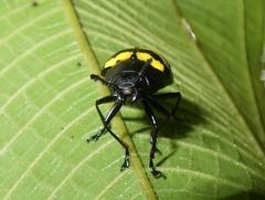 Platyphora boucardi
