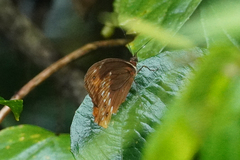 Oxeoschistus protogenia