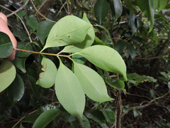 Eugenia astringens