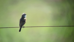 Sporophila palustris