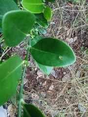 Suregada lanceolata