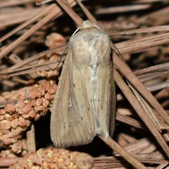 Leucania phragmitidicola