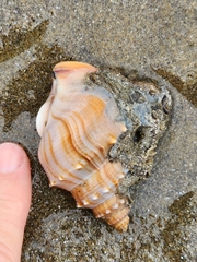 Struthiolaria papulosa