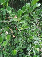 Suregada lanceolata