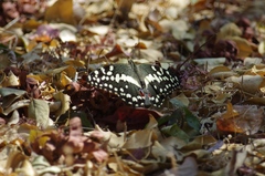 Papilio demodocus demodocus