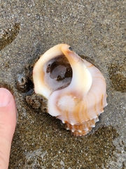 Struthiolaria papulosa